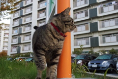 11月26日・朝のご近所猫③