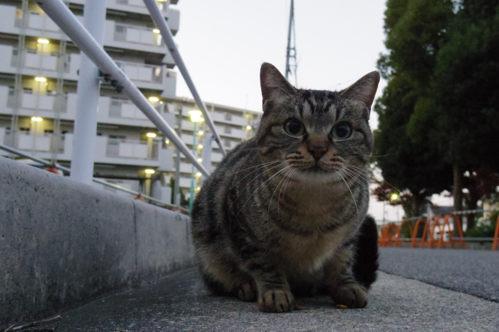 11月26日・朝のご近所猫②