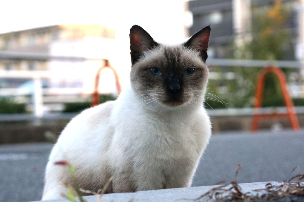 朝、逢った猫 9月25日 (2)