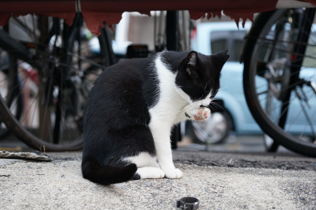 10月9日、朝のご近所猫 ①