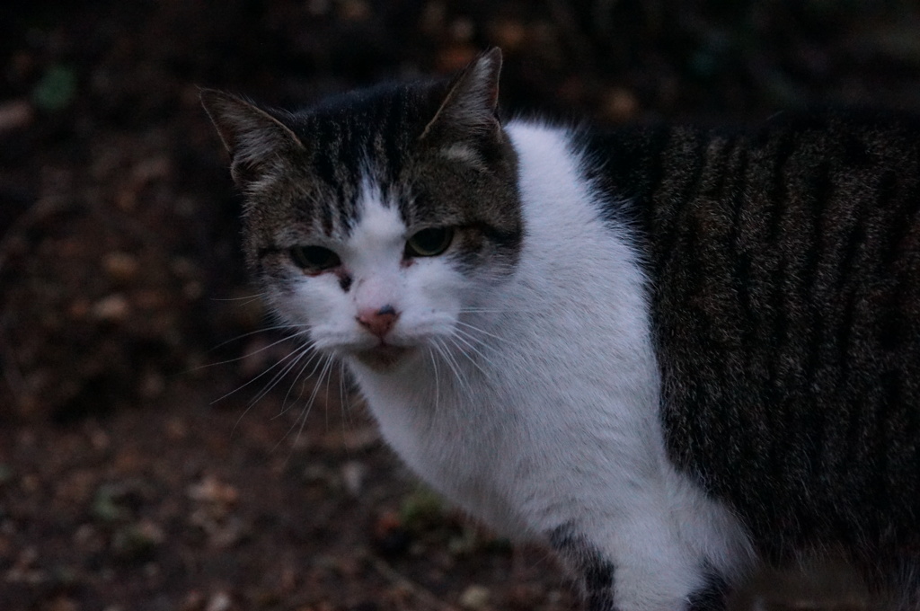 2018 ご近所猫_030