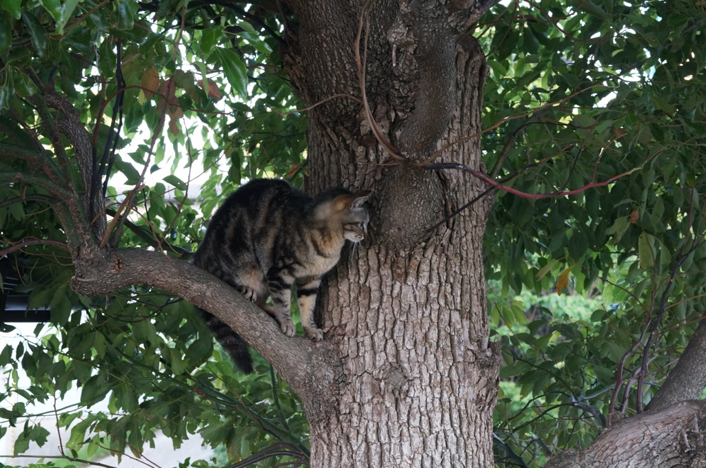 2018年 ご近所猫_218