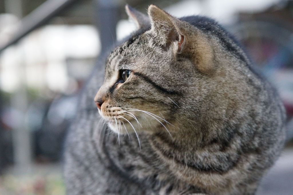 12月22日・朝のご近所猫②