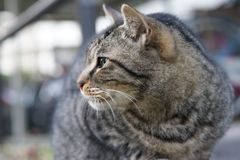 12月22日・朝のご近所猫②