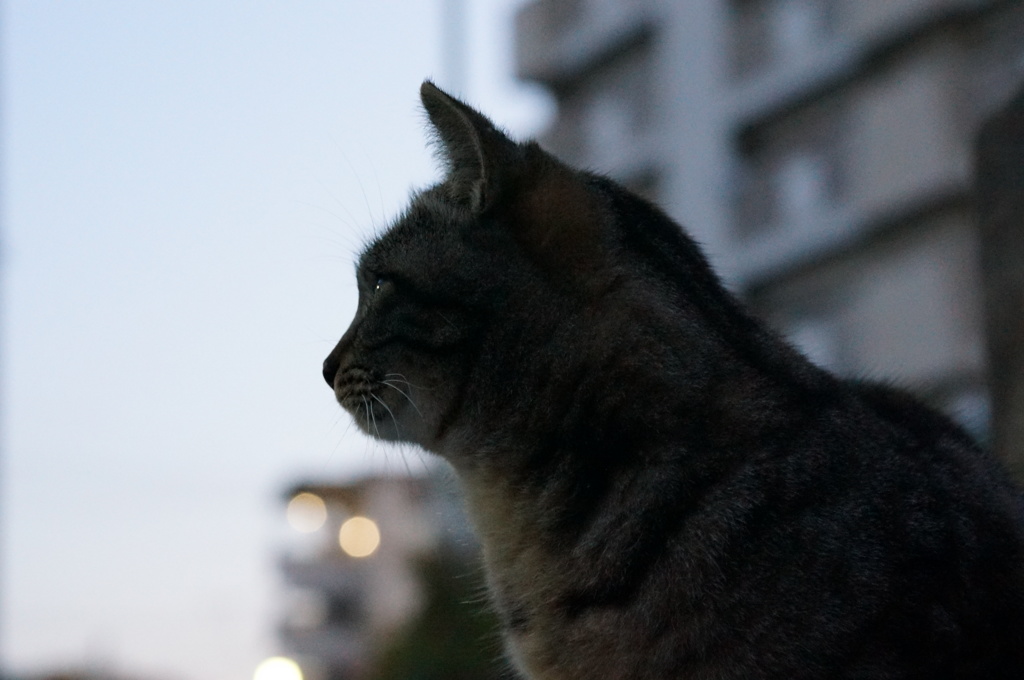 11月24日・朝のご近所猫①