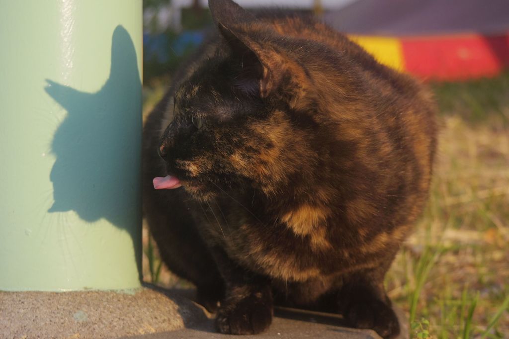 朝散歩でよく会う猫（1）