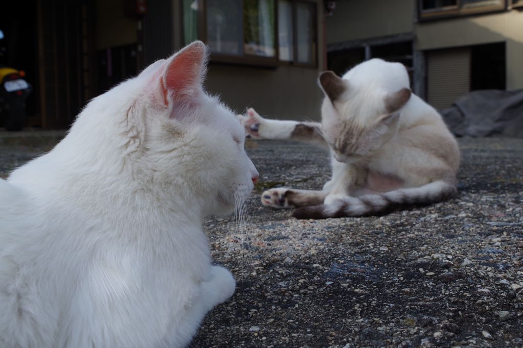 知人宅で、逢った猫 達(3)