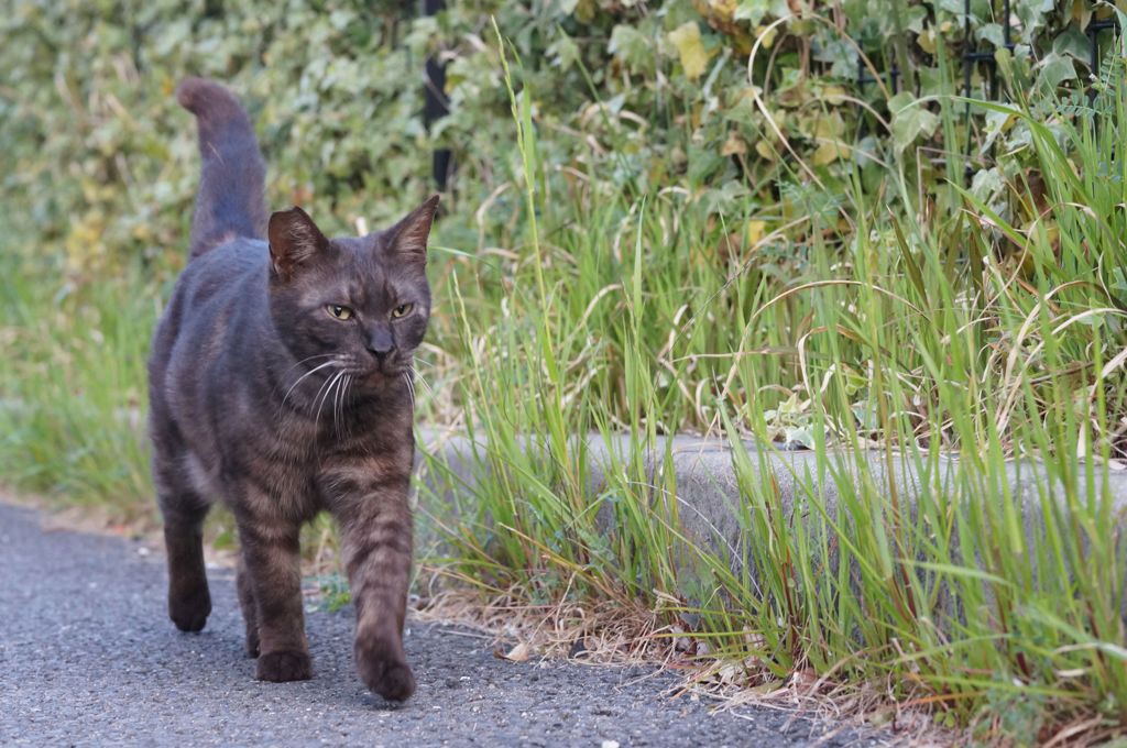 2018年 ご近所猫_136