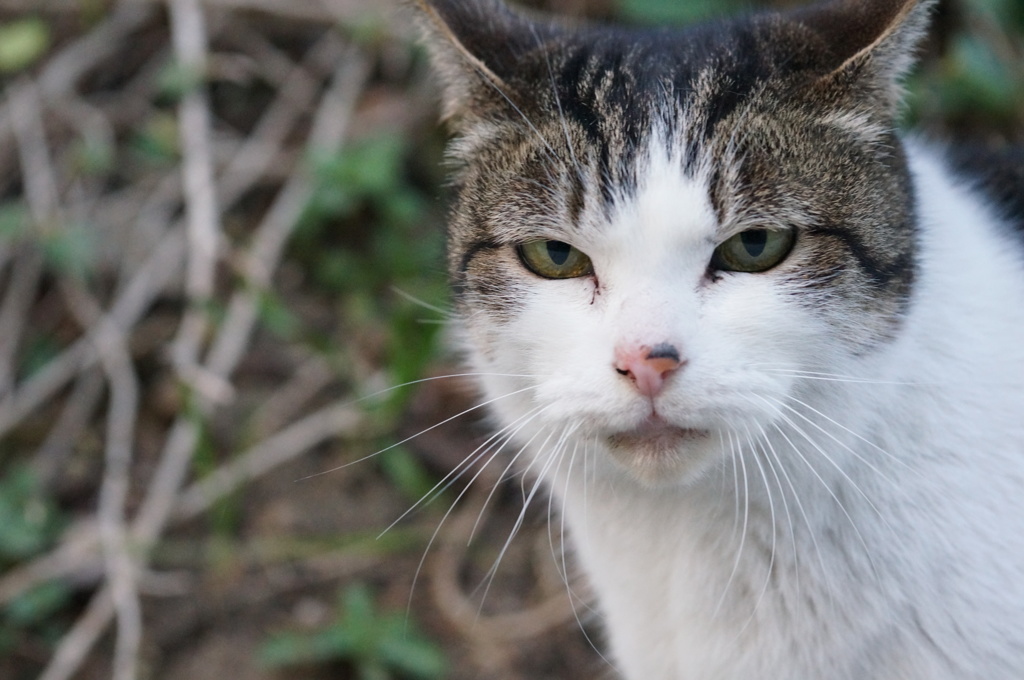 2018 ご近所猫_092