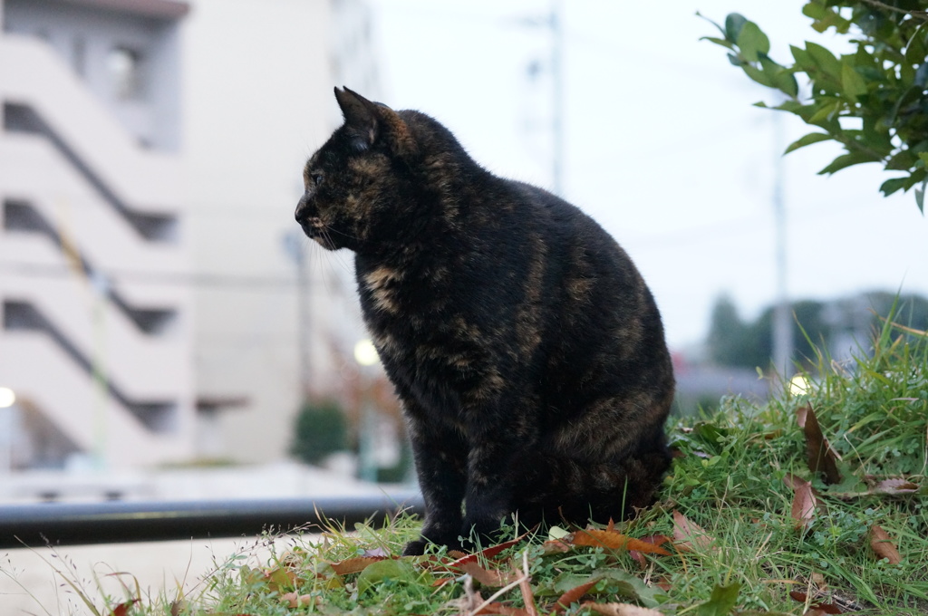 11月30日・朝のご近所猫②