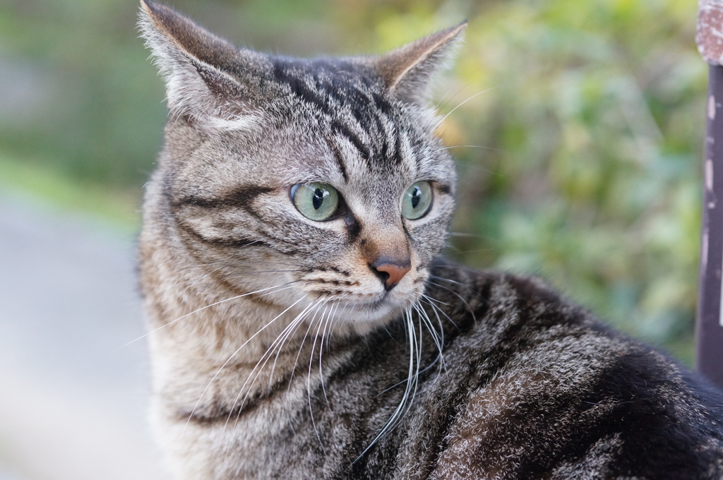 2018 ご近所猫_093