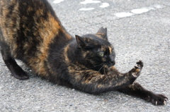 10月4日、朝のご近所猫③