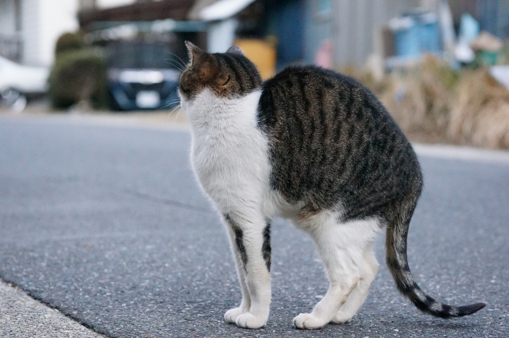 2018 ご近所猫_046