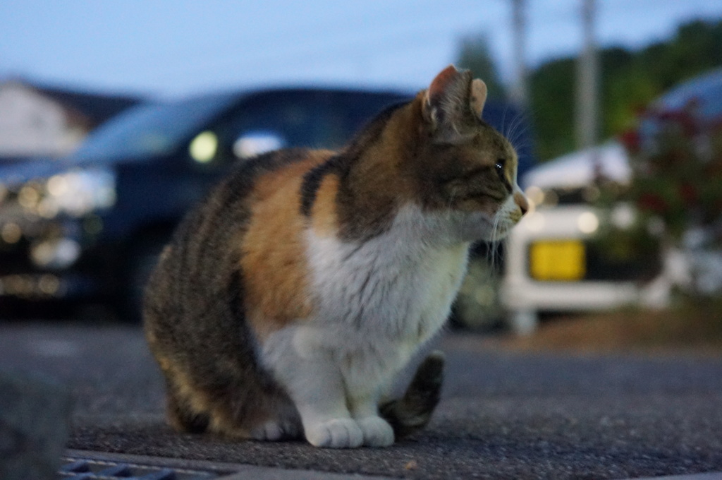 12月15日・朝のご近所猫①