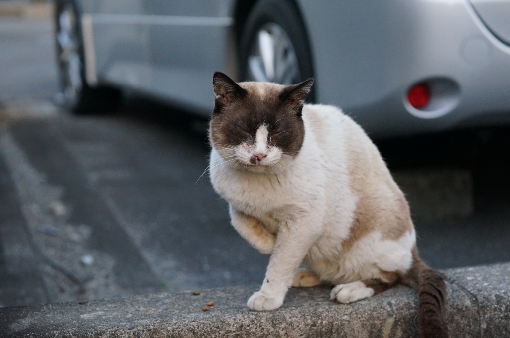 2018 ご近所猫_039