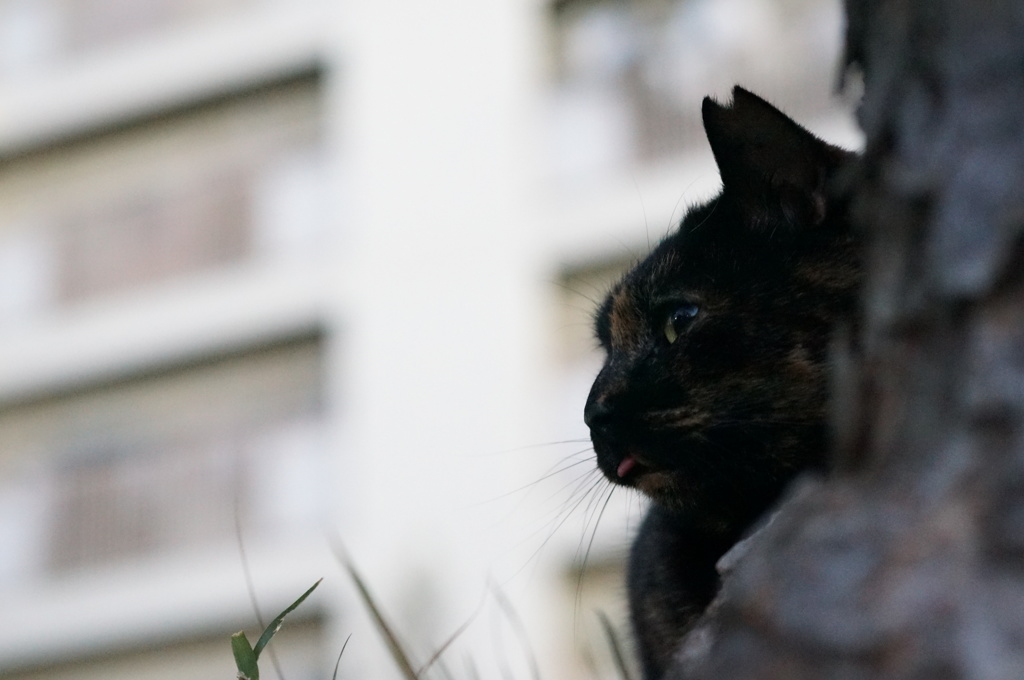 12月14日・朝のご近所猫①