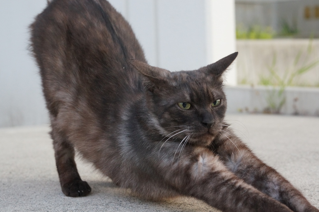 2018年 ご近所猫_171