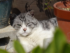 何か言いたげな猫