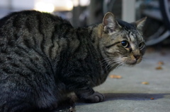 11月9日・朝のご近所猫①