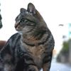 11月21日・朝のご近所猫③