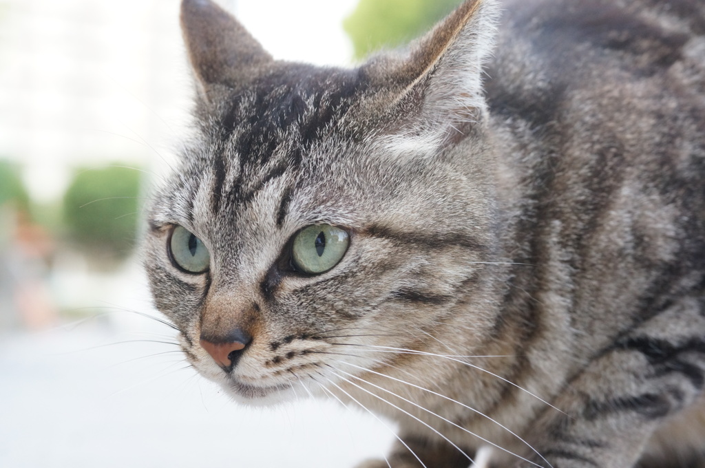 2018年 ご近所猫_172
