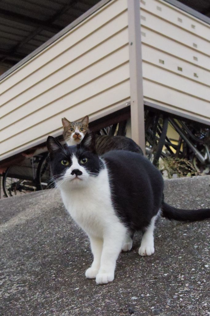 11月5日・朝のご近所猫①