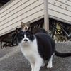 11月5日・朝のご近所猫①