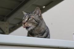 10月10日、朝のご近所猫 ④