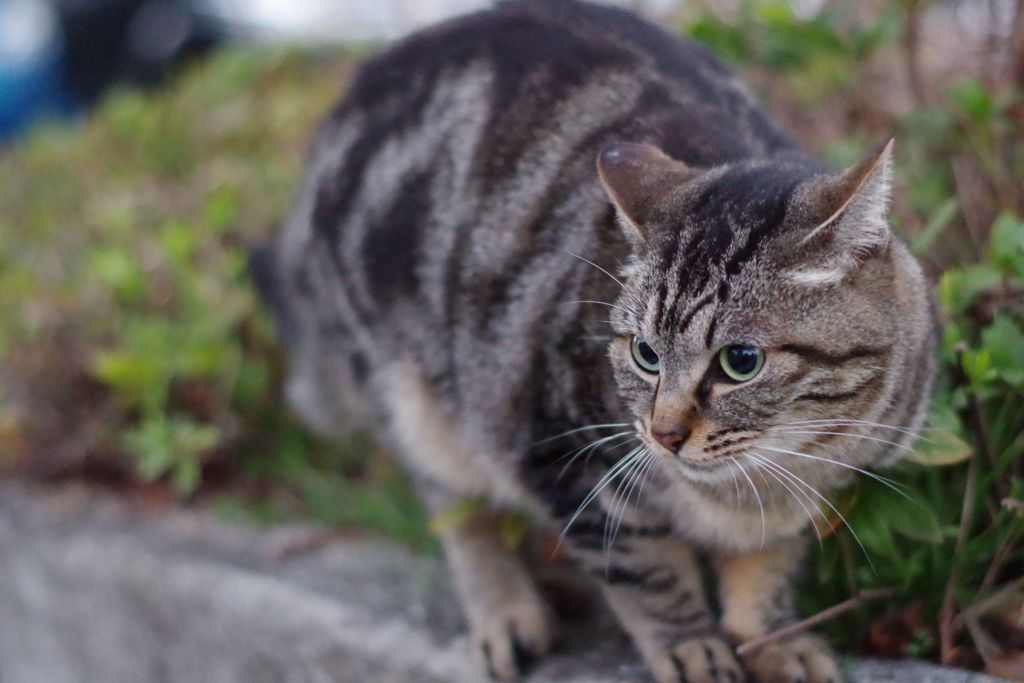 12月2日・朝のご近所猫①