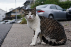 2018年 ご近所猫_182