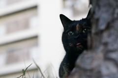 12月14日・朝のご近所猫②