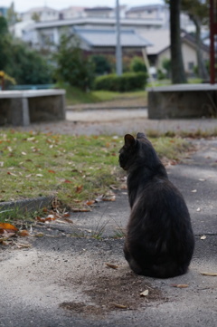 11月7日・朝のご近所猫