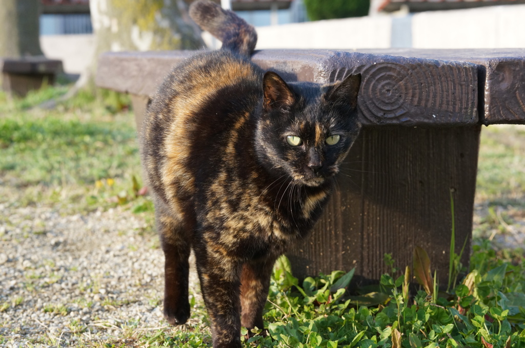 2018年 ご近所猫_122