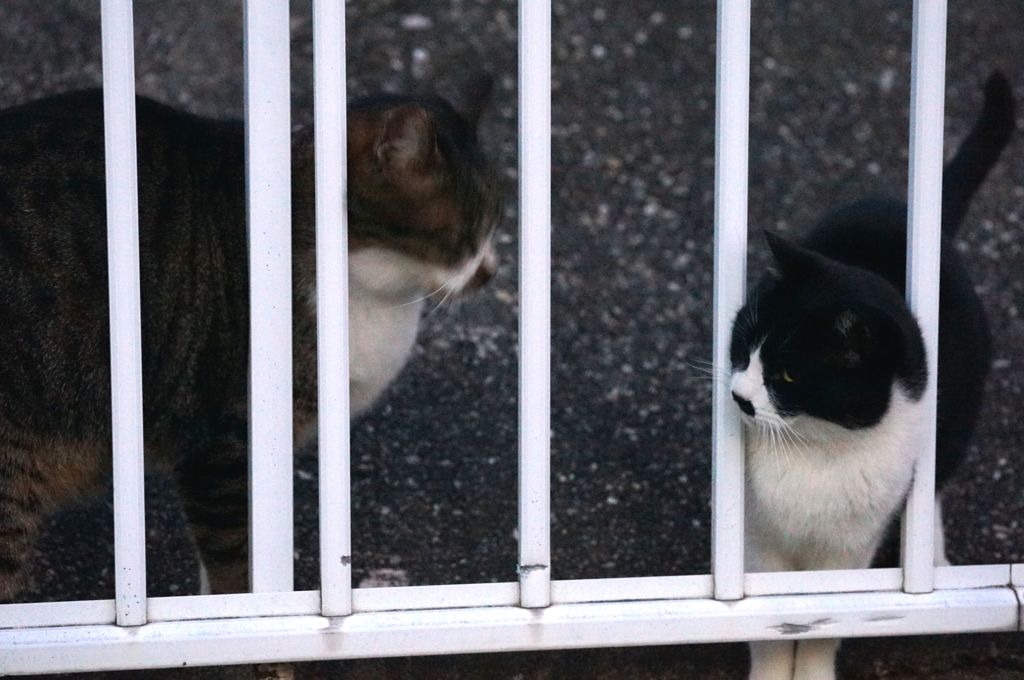 12月13日・朝のご近所猫②