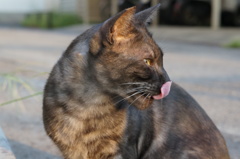 朝、逢った猫 8月31日