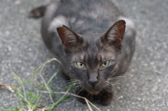 10月12日、朝のご近所猫 ③