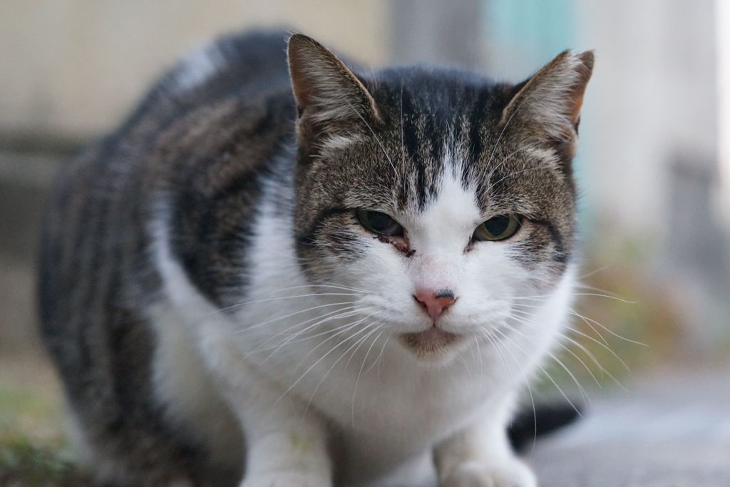 12月22日・朝のご近所猫①