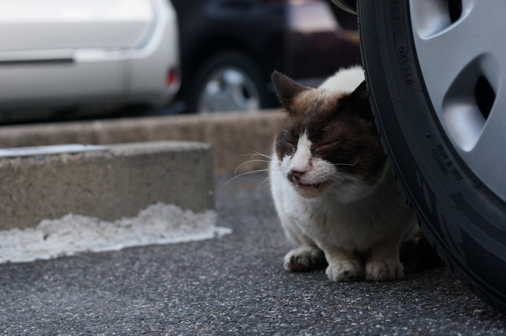 2018年 ご近所猫_144