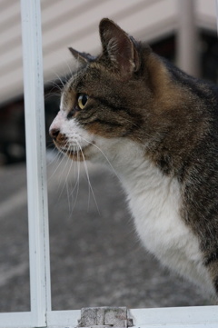 10月11日、朝のご近所猫 ②