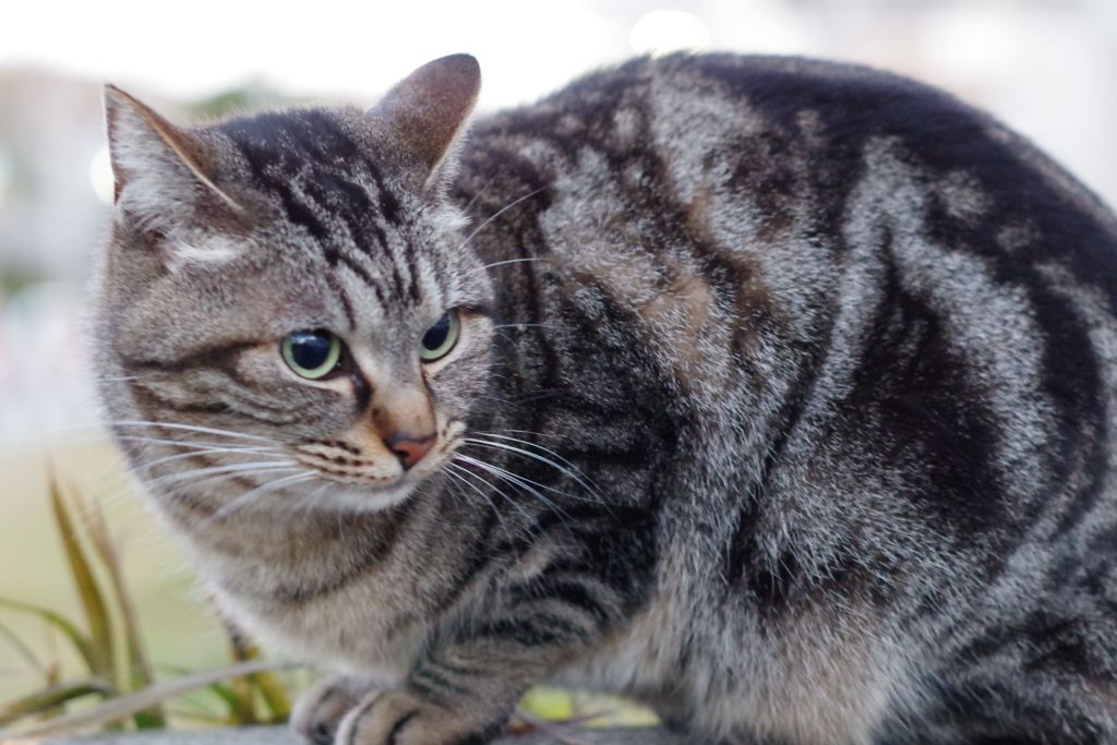 12月30日・朝のご近所猫①