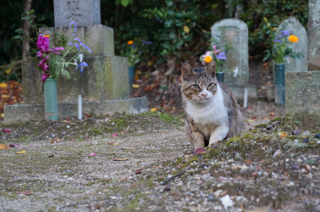 2018年 ご近所猫_158