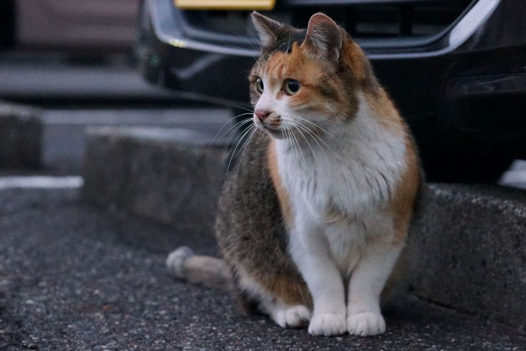 12月28日・朝のご近所猫②