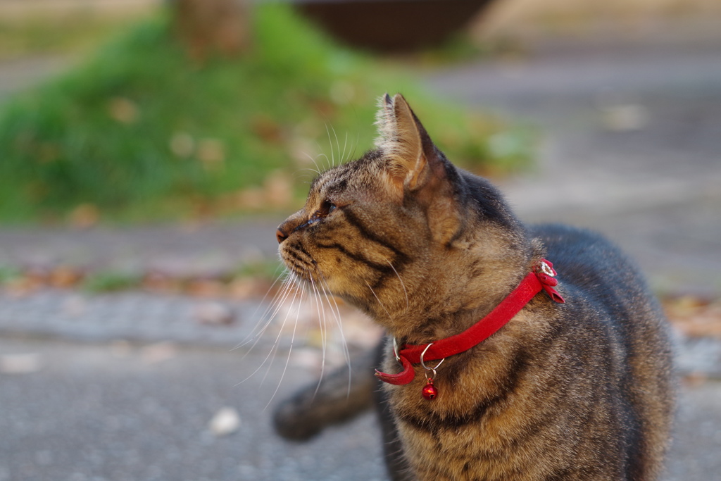 12月2日・朝のご近所猫③