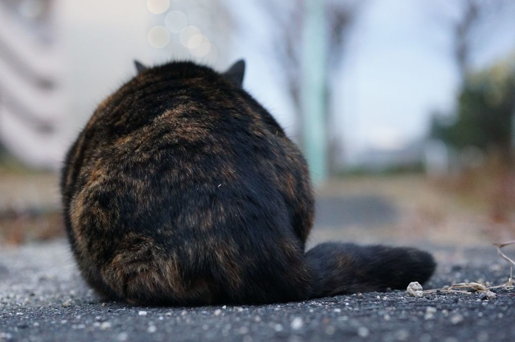 2018 ご近所猫_005