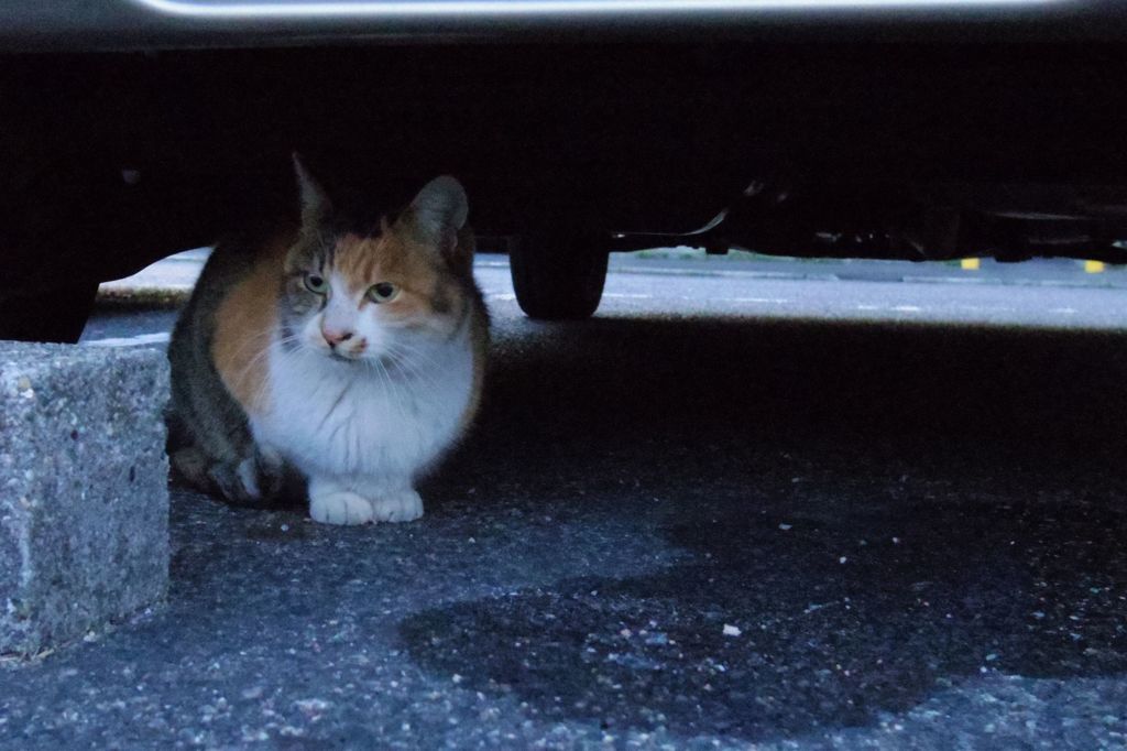 12月10日・朝のご近所猫①