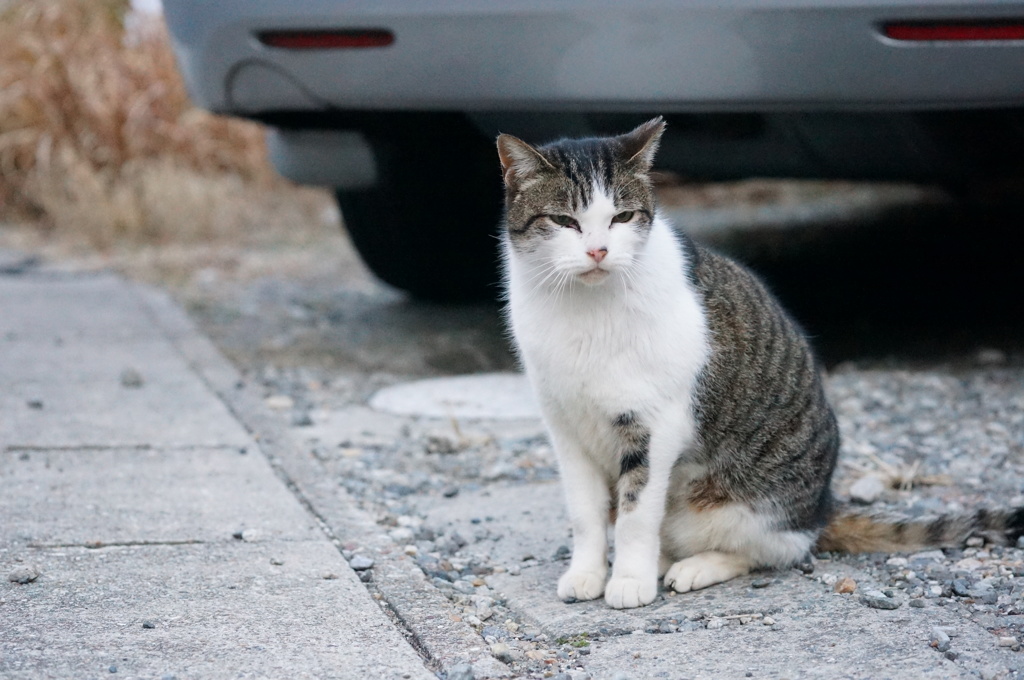 2018 ご近所猫_045