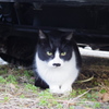 11月19日・朝のご近所猫③