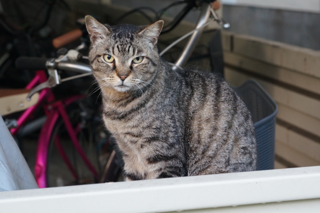 2018年 ご近所猫_207