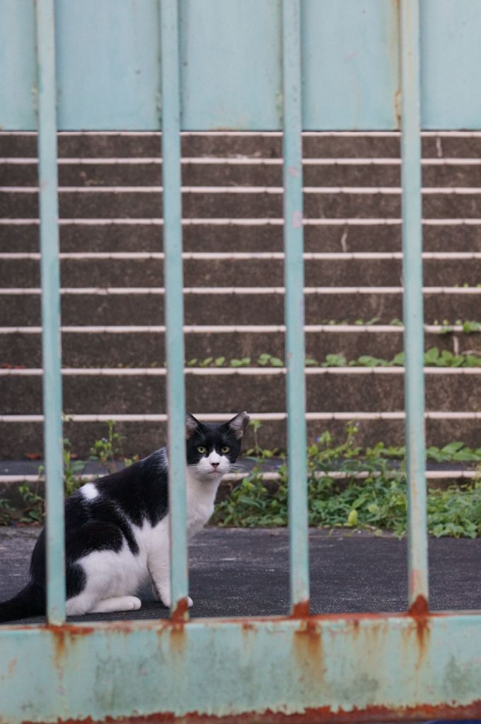 朝、逢った猫 9月13日 (1)
