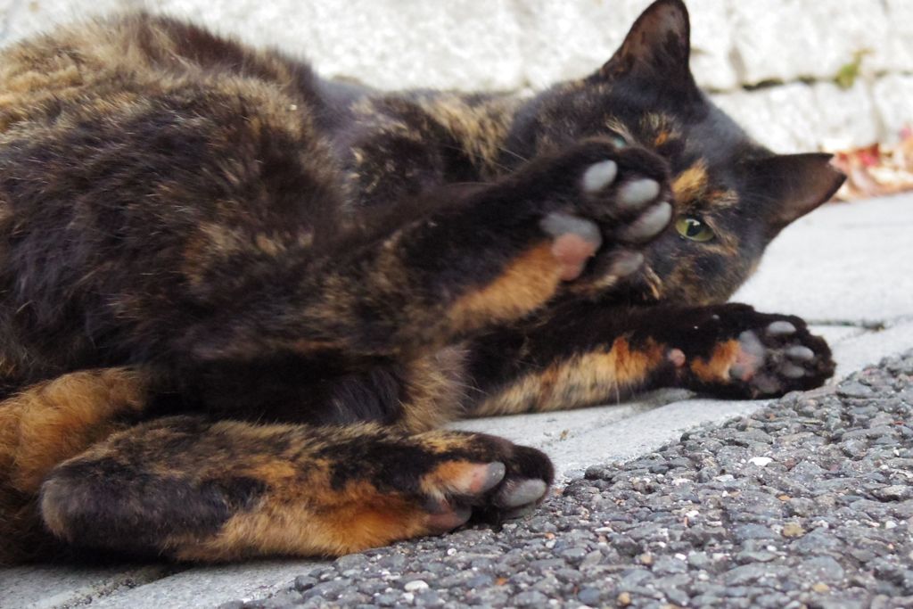 12月3日・朝のご近所猫①